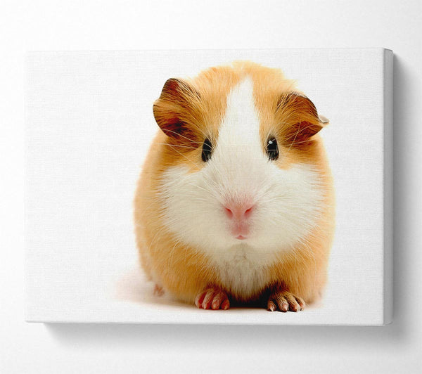 Cute Guinea Pig