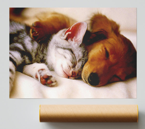 Cute Kitten And Puppy