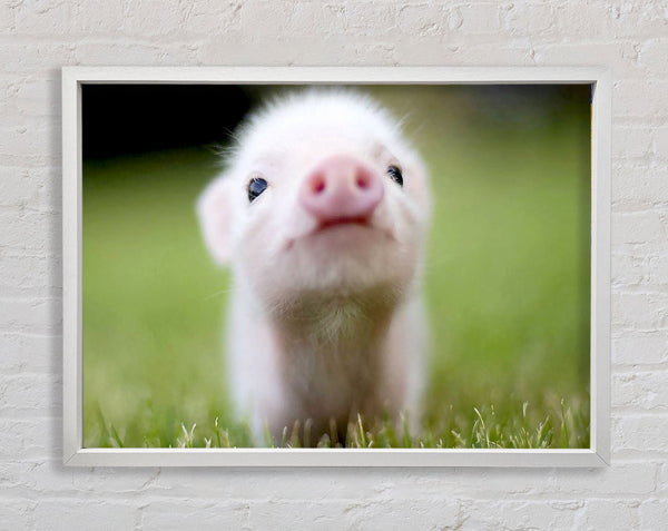 Cute Pig