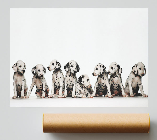 Dalmatian Puppy Fun