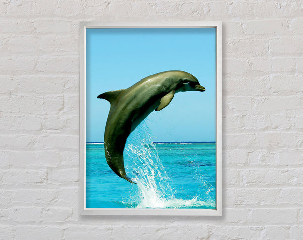 Dolphin Jump