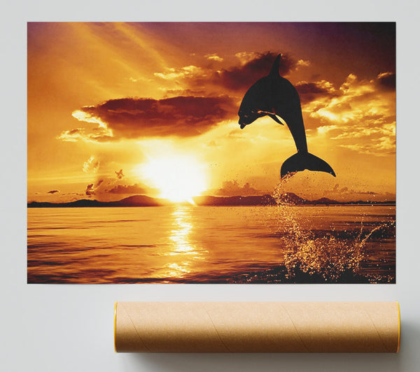 Dolphin Sunset