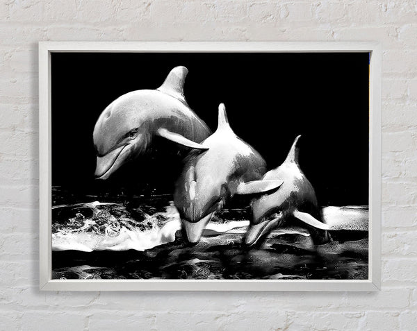 Dolphins