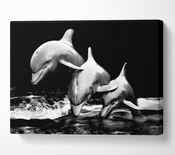 Dolphins