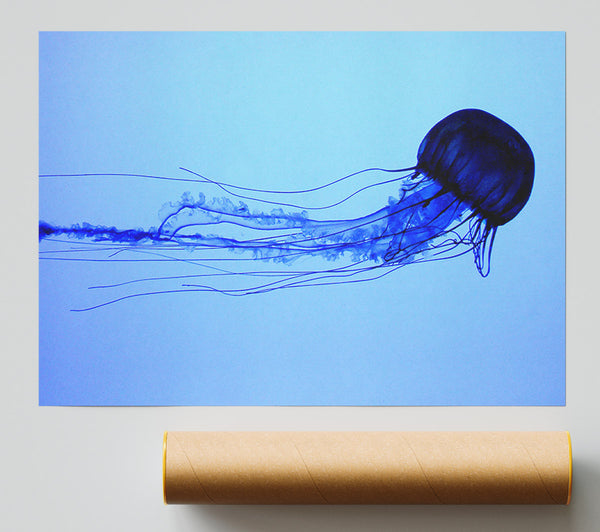 Elegant Jellyfish