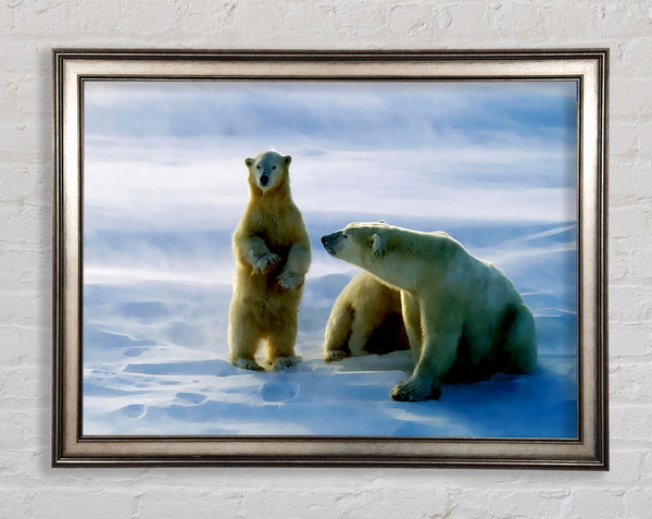 Family Of Polar Bears