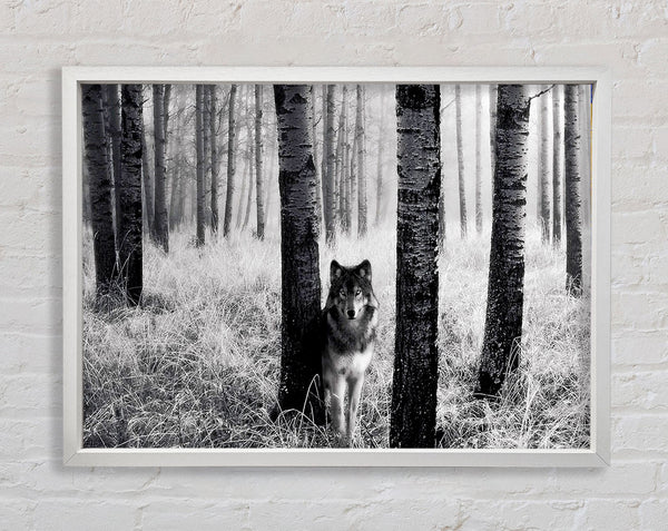 Forest Wolf