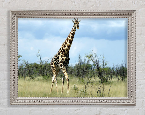 Giraffe In The Wilds Of Namibia