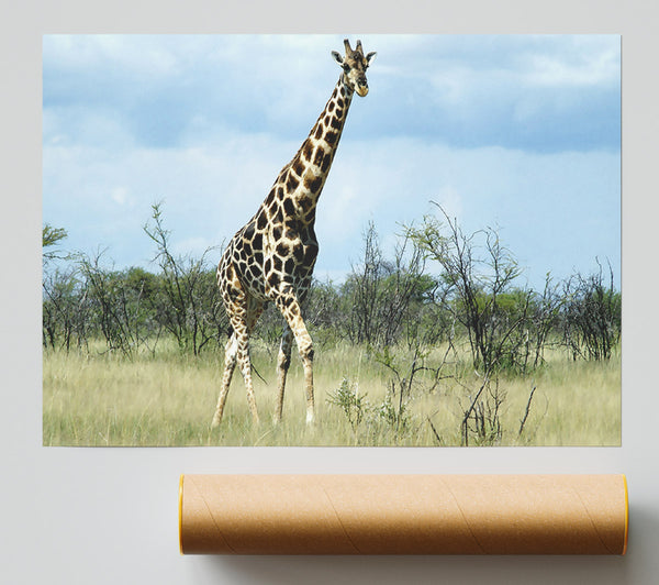 Giraffe In The Wilds Of Namibia