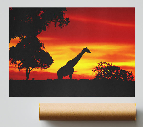 Giraffe At Dawn