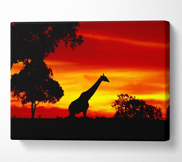 Giraffe At Dawn