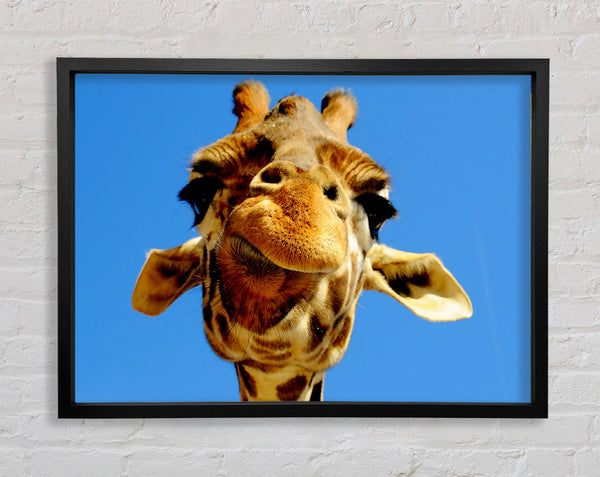 Giraffe Smile