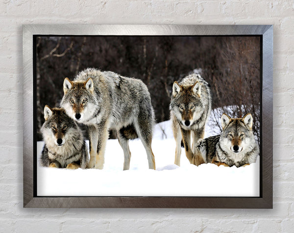 Gray Wolves Norway