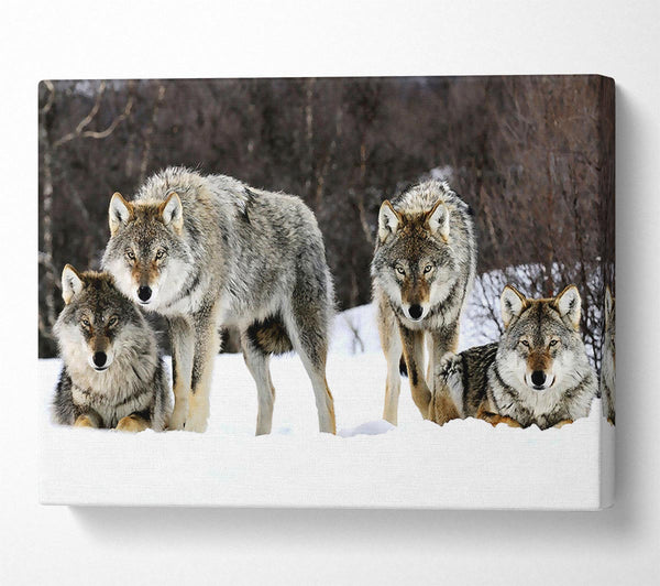 Gray Wolves Norway