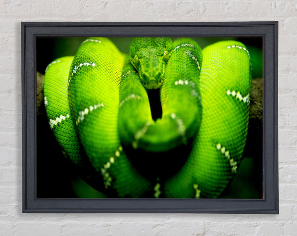 Green Snake