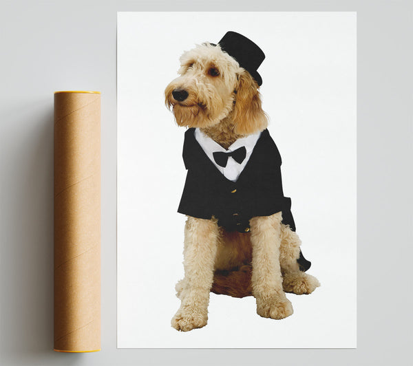 Groom Dog