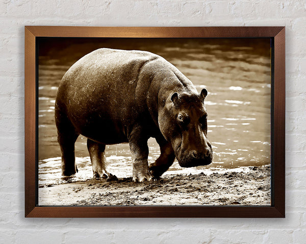 Hippopotamus Bath