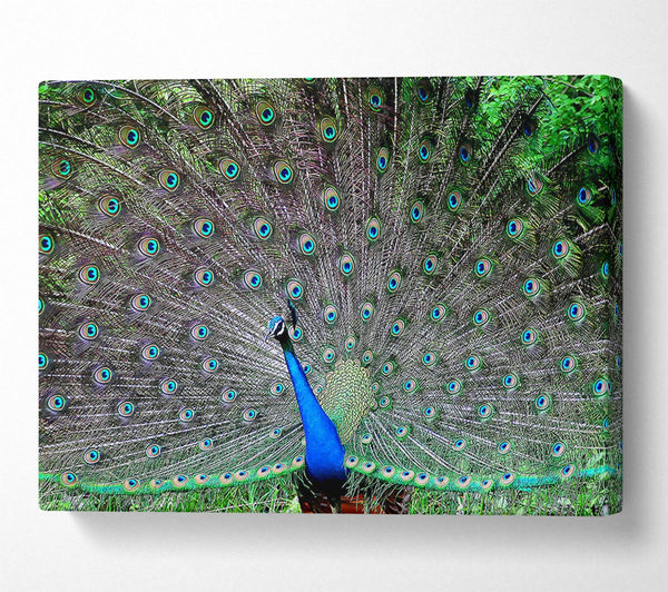 Indian Peafowl