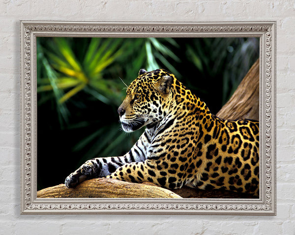 Jaguar In The Amazon Rainforest