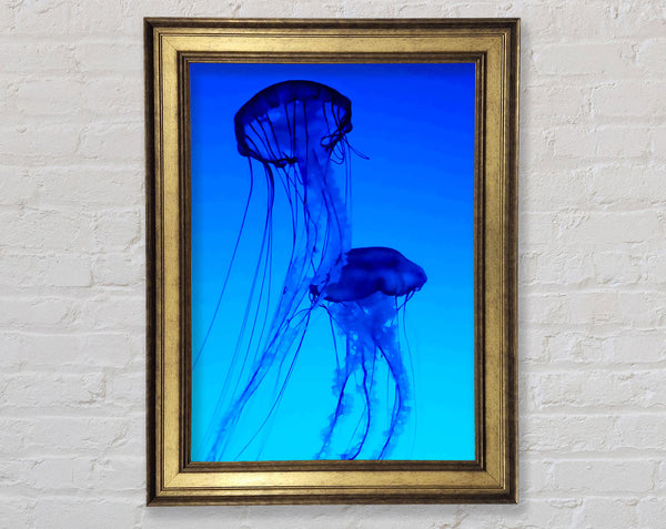 Jellyfish Duo