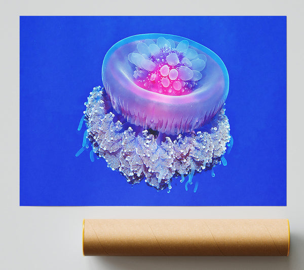 Jellyfish Pink