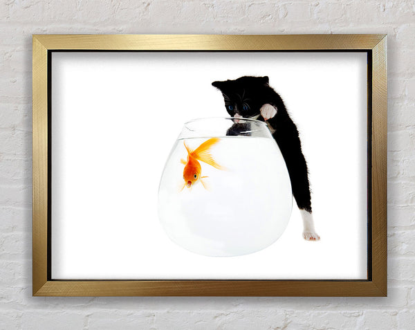 Kitten Fish Bowl