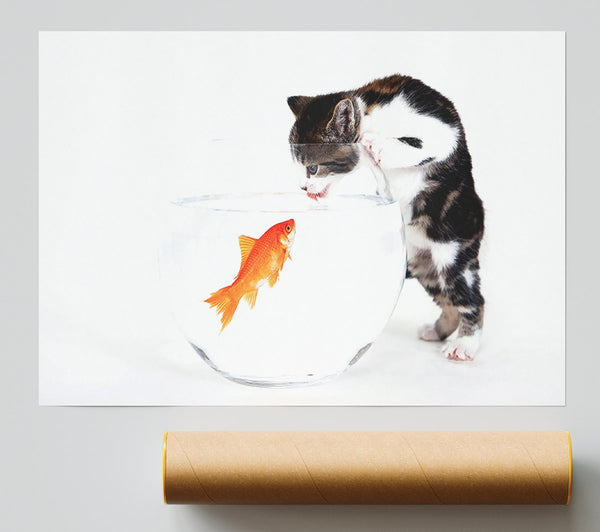 Kitten Vs Fish