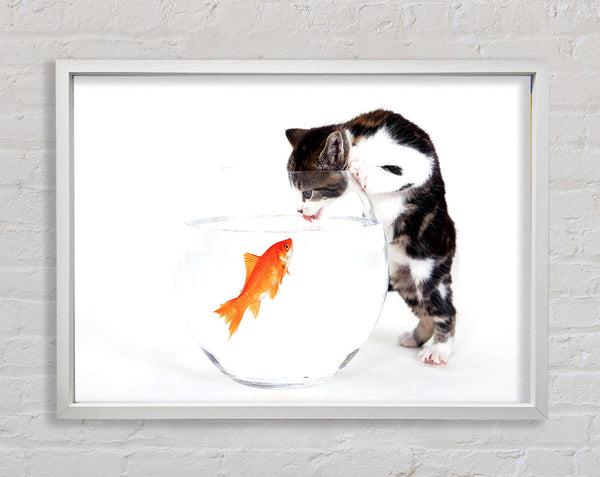 Kitten VS Fish