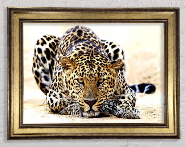 Leopard Staring