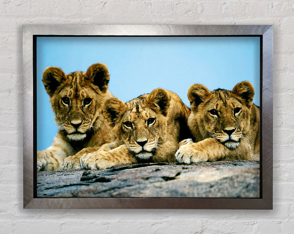 Lion Cub Trio