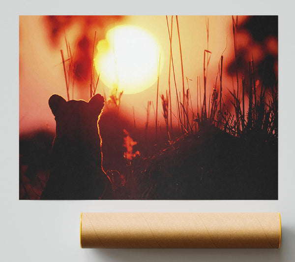 Lion Cub Watching The Sun Go Down