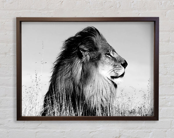 Lion On Watch Black n White