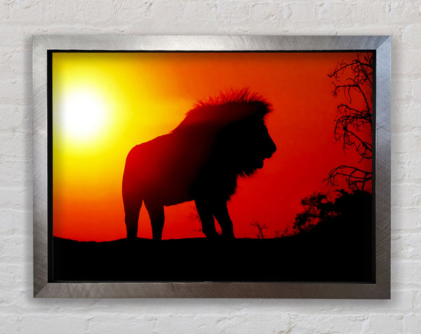 Lion Sunset