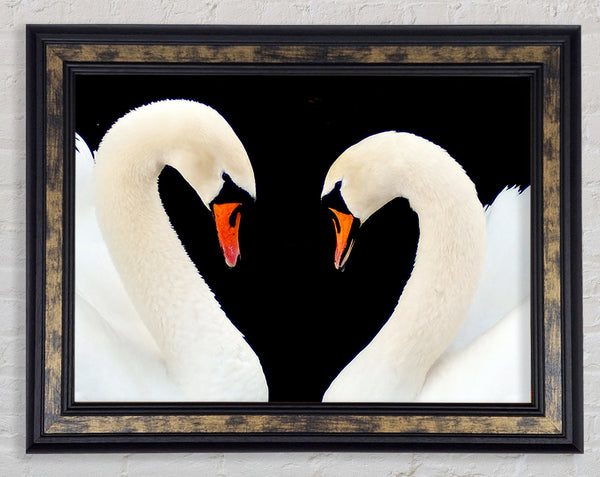 Love Heart Swans