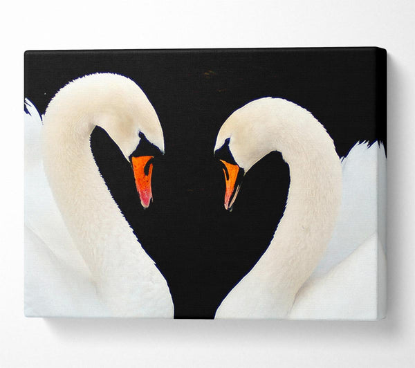 Love Heart Swans