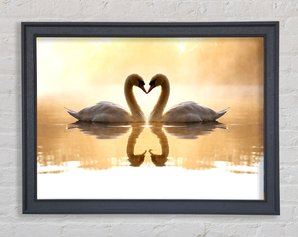 Loving Swans