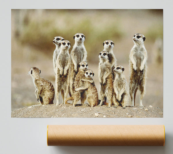 Meerkat Family