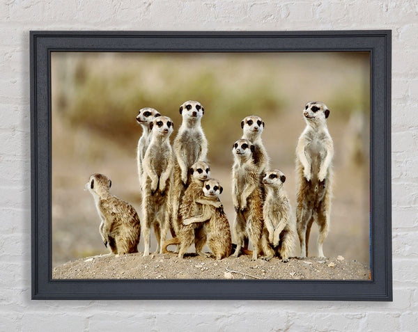 Meerkat Family