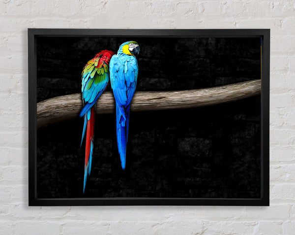 Pair Of Parrots