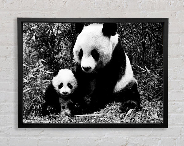 Panda Mother And Baby