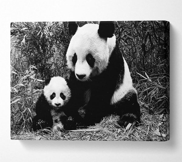 Panda Mother And Baby