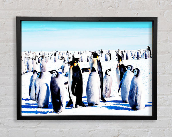 Penguin Meeting Place