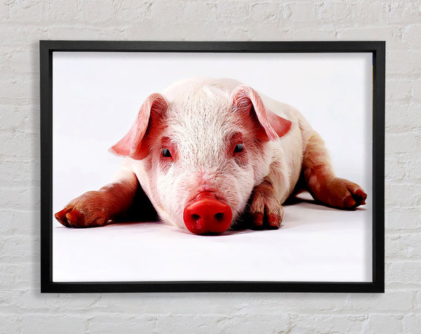 Pig Portrait