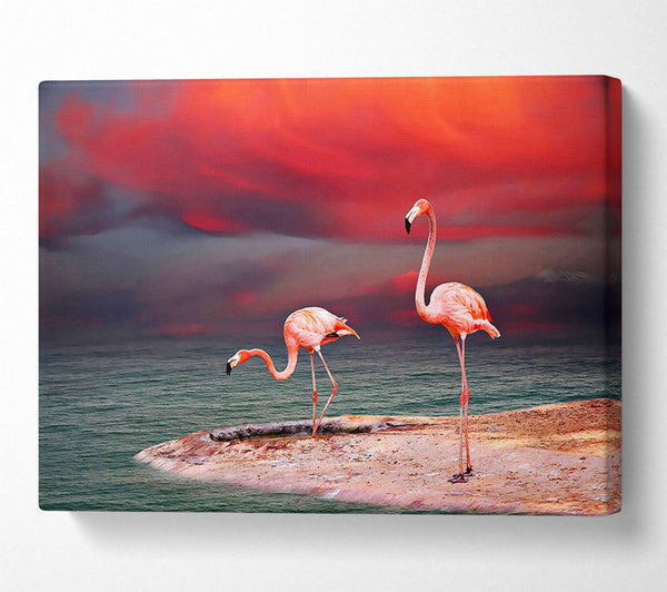 Pink Flamingo Ocean