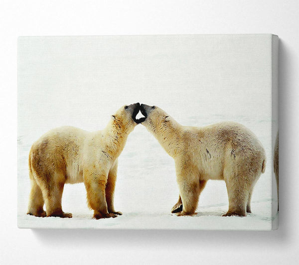 Polar Bear Love