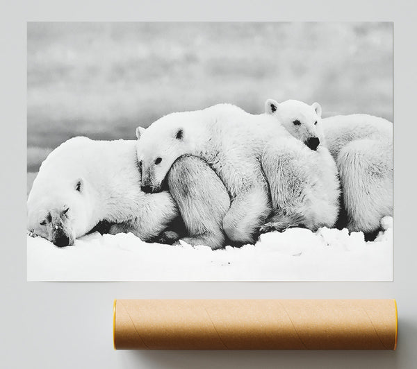 Polar Bear Family