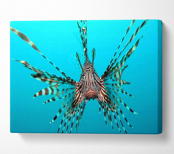 Red Lionfish