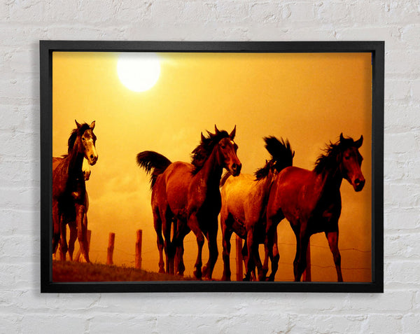 Running Horses At Sunset