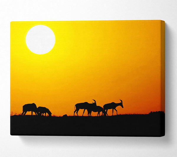 Safari Sunset