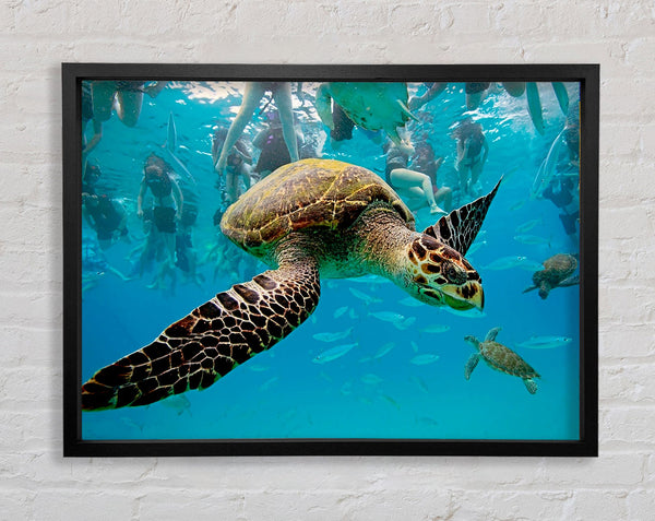 Sea Turtle Under Water